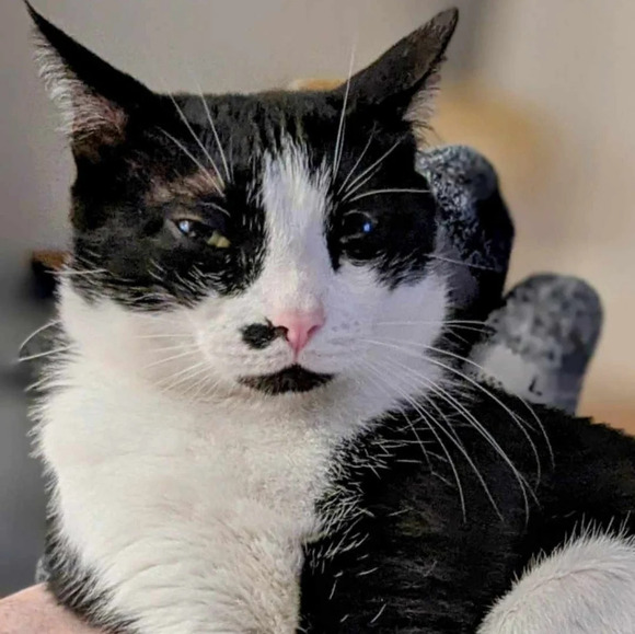 Wooden hand carved cat paw statue figurine cat kitty rose wood color miniature - Picture 7 of 8